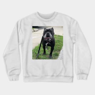 Stella Bulldog Crewneck Sweatshirt